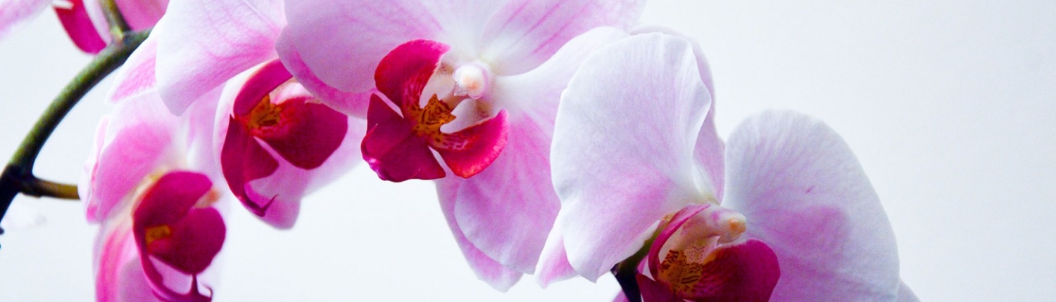 ​power yoga, poweryoga, easy flow yoga, dynamisch, easy flow, hatha yoga, hathayoga, yinyoga, yogalessen, Weert, ashtanga, mysore, pralaya, vinyasa, yin yoga, yoga nidra, zwangerschapsyoga, zwanger, yoga voor zwangeren, kriya, kriyayoga, beginners, beginnerscursus, beginnersles, mindful yoga, gratis, proefles, meditatie, pralaya, mindfulness, workshop, yoga, gentle yoga, hormoonyoga, overgang, menopauze, ontspanning, onthaasten, syndroom van Tietze, CVS, MS, ME, fibromyalgie, reuma, overspannen, burn out, botontkalking, jicht, Bechterew, Forestier, lupus, lyme, spondyloartritis, Chondrocalcinosis, Enthesitis, bursitis, SAPHO, Sarcoïdose, SCCH, Sclerodermie, Sjögren, Tendinitis, onsteking, artritis, artrose, depressie, hyermobiliteit, chronische klachten, chronische pijn, adrenal fatigue, angst, angststoornis, paniek, paniekaanvallen, spierversterkend, conditie, relaxatie, zonnegroet, kinderyoga, yoga voor kinderen, partneryoga, yang yoga, actieve yoga, primary series, hatha yoga, hatha flow yoga, flow yoga, Weert, Nederweert, Budel, Stramproy, Swartbroek, Tungelroy, Meijel, Roggel, Heythuysen, Heytse, Baexem, Grathem, Heel, Wessem, Buggenum, Kelpen, Oler, Ell, Leveroy, Altweerterheide, Maarheeze, Heeze, Leende, Valkenswaard, Kinrooy, Molenbeersel, Bree, Bocholt, Achel, Hamont, Limburg, Bocholt, Kaulille, Kessenich, Maaseik, Neeroeteren, Opoeteren, Lozen, St. Huibrechts-Lille, Wijshagen, Grote Brogel, Opitter, Wijchmaal, Beringe, Haelen, Horn, Neer, Nunhem, Panningen, Heibloem, Altweert, Maasgouw, Peel, Leudal, Cranendonk, loods37, yogalexandra, yogalifeweert, yogalife, resilience, yogairenepoell, flowtime, floow, yogamassage, innerka, inka, yogapraktijk, laveaux, verstappen, poell, wittenboer, leef, beweegstudio, e-motion, bodybalance, balance, Nirvana fitness, fitklub, sportiva, clubyoga, club yoga, yogamonte, yogami, yowga, yoga by bonnie, bonnie, Floow, Floow yoga, yogapraktijk, INKA, inkastudio, Faracha, yogamassageweert, ramakers, yinyang, restorative, yogalexandra, Grietje, Sarah, Hannah, Annet, Gerbecks, Wittenboer, Karin, CenS, inukshuk, super soll, ingrid, arts, liplijn, zonnemaan, inecis, samaahita, anahata, jozien, sport en spel, KYM, Lizeth, yogalief, marloes, smeets, graaff, yogales, zenash